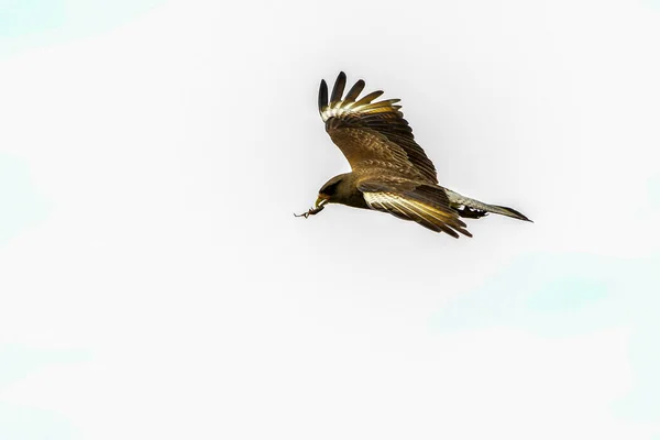 Phalcoboenus chimango Il chimango è una specie di uccello falconiforme della famiglia Falconidae. — Foto Stock