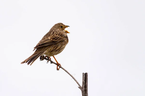 Wildvögel in ihrer natürlichen Umgebung — Stockfoto