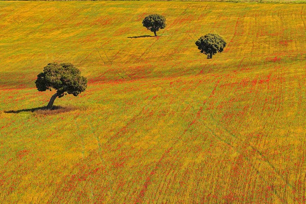 Landschappen van het binnenland van Granada - Andalusië - Spanje — Stockfoto