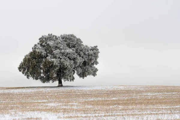 Landskap i Granadas indre - Andalusia - Spania – stockfoto