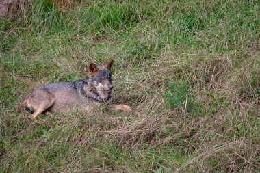 Doğal ortamlarında vahşi memeli hayvanlar..