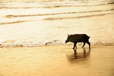 Doğal ortamlarında vahşi memeli hayvanlar..