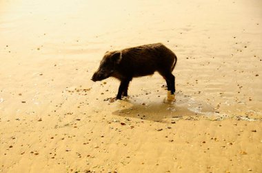 Doğal ortamlarında vahşi memeli hayvanlar..