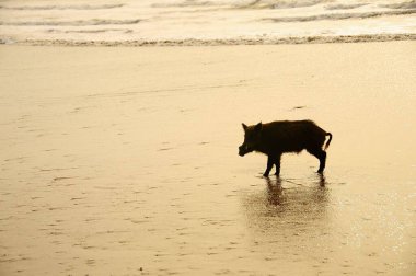 Doğal ortamlarında vahşi memeli hayvanlar..