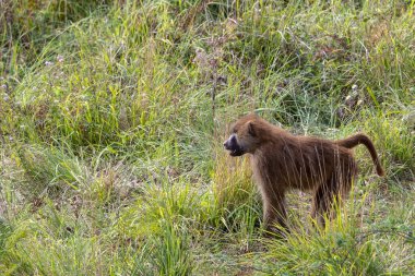 Doğal ortamlarında vahşi memeli hayvanlar..