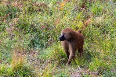Doğal ortamlarında vahşi memeli hayvanlar..