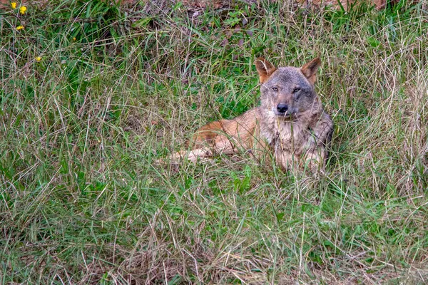 Wilde Säugetiere in ihrer natürlichen Umgebung. — Stockfoto