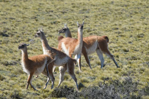 Wilde Säugetiere in ihrer natürlichen Umgebung. — Stockfoto