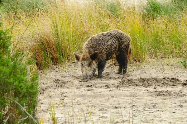 Wild mammalian animals in their natural environment. — Stock Photo, Image