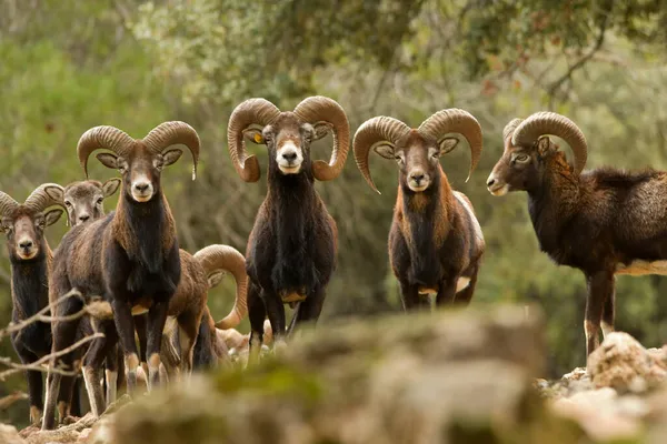 Animales salvajes de mamíferos en su entorno natural. — Foto de Stock