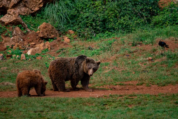 Doğal ortamlarında vahşi memeli hayvanlar.. — Stok fotoğraf