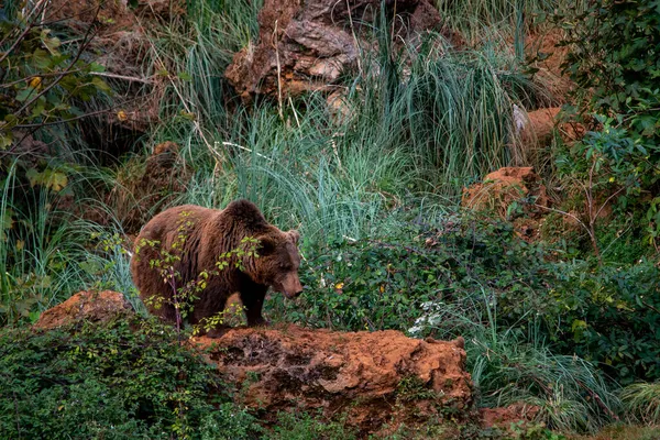 Animaux mammifères sauvages dans leur environnement naturel. — Photo