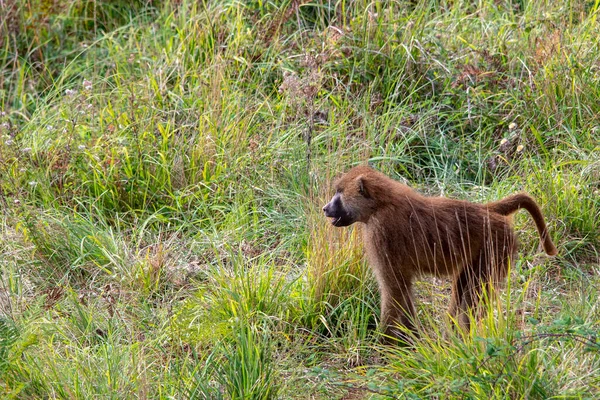 Doğal ortamlarında vahşi memeli hayvanlar..