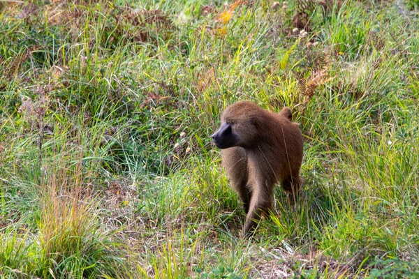 Doğal ortamlarında vahşi memeli hayvanlar..