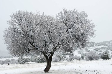 Doğanın ortasında, doğal ortamlarında ağaçlar.