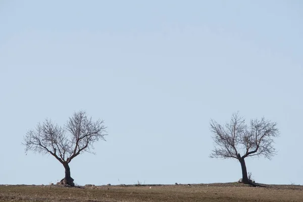 Stromy v jejich přirozeném prostředí uprostřed přírody. — Stock fotografie