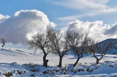 Doğanın ortasında, doğal ortamlarında ağaçlar.