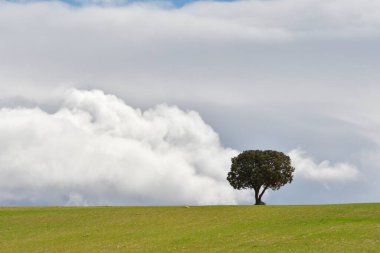 Doğanın ortasında, doğal ortamlarında ağaçlar.