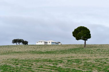 Doğanın ortasında, doğal ortamlarında ağaçlar.