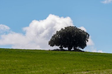 Doğanın ortasında, doğal ortamlarında ağaçlar.