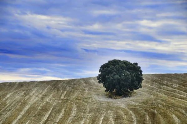 Bomen in hun natuurlijke omgeving midden in de natuur. — Stockfoto