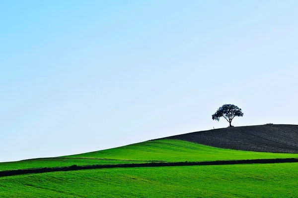 Träd i sin naturliga miljö mitt i naturen. — Stockfoto