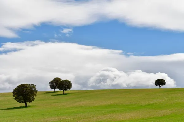 Bomen in hun natuurlijke omgeving midden in de natuur. — Stockfoto