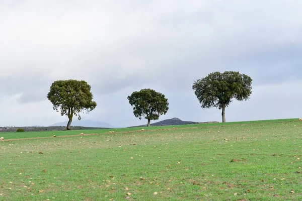 Árboles en su entorno natural en medio de la naturaleza. — Foto de Stock