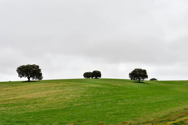 Bomen in hun natuurlijke omgeving midden in de natuur. — Stockfoto