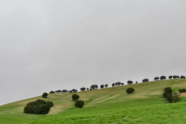 Árboles en su entorno natural en medio de la naturaleza. — Foto de Stock