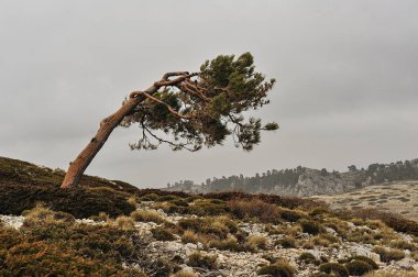 Doğanın ortasında, doğal ortamlarında ağaçlar.