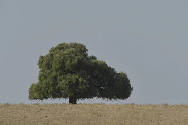 Bäume in ihrer natürlichen Umgebung inmitten der Natur. — Stockfoto