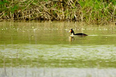Doğal ortamlarında vahşi kuşlar. Özgürce uçan kuşlar.