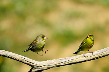 Doğal ortamlarında vahşi kuşlar. Özgürce uçan kuşlar.