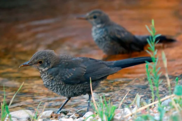 Wildvögel in ihrer natürlichen Umgebung. Vögel in Freiheit. — Stockfoto