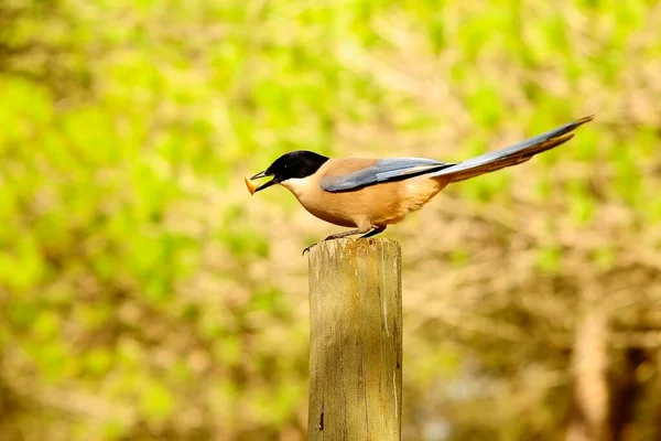 Las aves silvestres en su entorno natural. Aves en libertad. —  Fotos de Stock