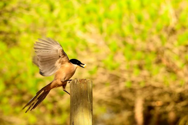 자연적 인 환경에서의 야생 조류. 자유를 누리는 새들. — 스톡 사진