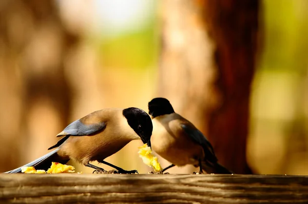 자연적 인 환경에서의 야생 조류. 자유를 누리는 새들. — 스톡 사진