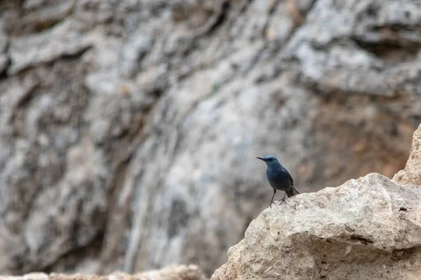 Aves selvagens em seu ambiente natural. Pássaros em liberdade. — Fotografia de Stock