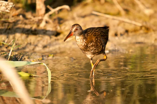 Las aves silvestres en su entorno natural. Aves en libertad. — Foto de Stock