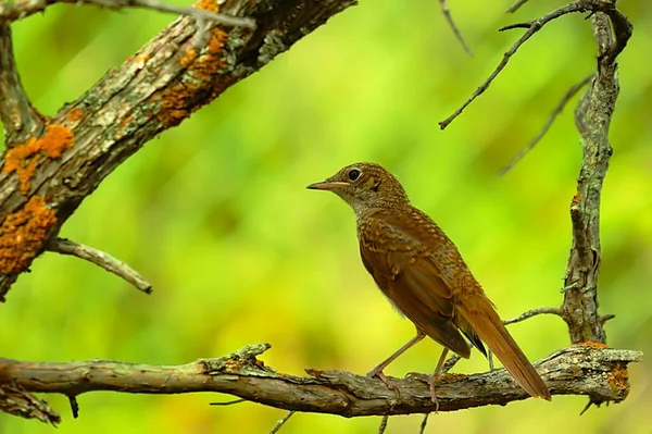 Aves selvagens em seu ambiente natural. Pássaros em liberdade. — Fotografia de Stock