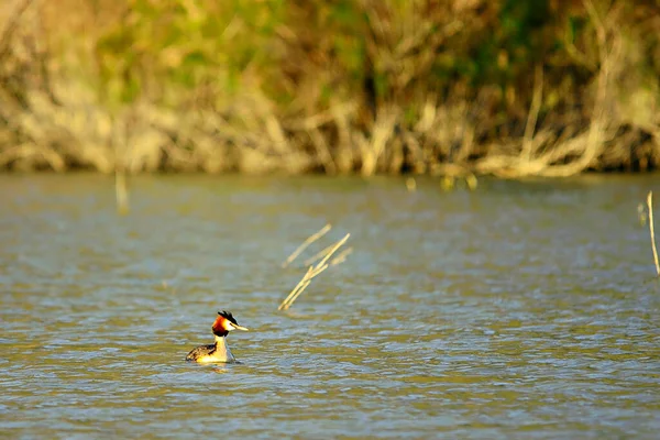 Wild birds in their natural environment. Birds in freedom. — Stock Photo, Image