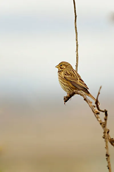 自然环境中的野生鸟类。自由的小鸟. — 图库照片