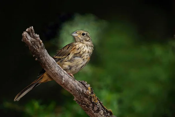 Aves selvagens em seu ambiente natural. Pássaros em liberdade. — Fotografia de Stock