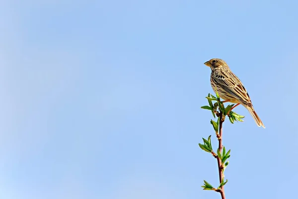 Las aves silvestres en su entorno natural. Aves en libertad. — Foto de Stock