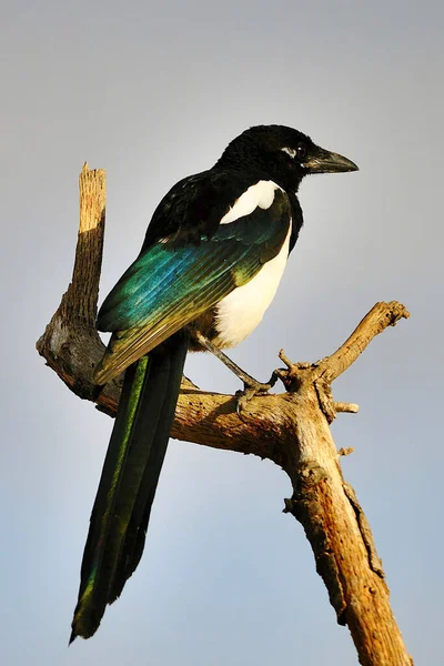 Aves selvagens em seu ambiente natural. Pássaros em liberdade. — Fotografia de Stock