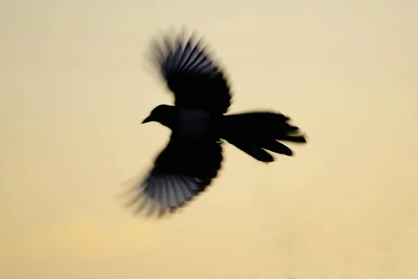Uccelli selvatici nel loro ambiente naturale. Uccelli liberi. — Foto Stock
