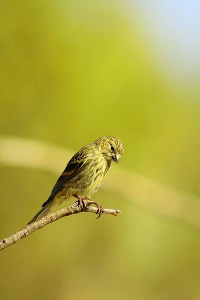 Wildvögel in ihrer natürlichen Umgebung. Vögel in Freiheit. — Stockfoto