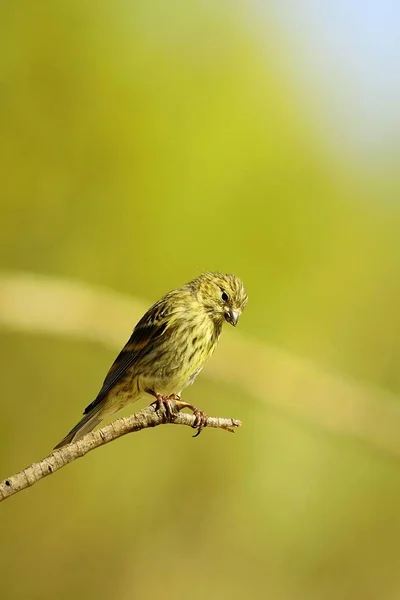 Aves selvagens em seu ambiente natural. Pássaros em liberdade. — Fotografia de Stock