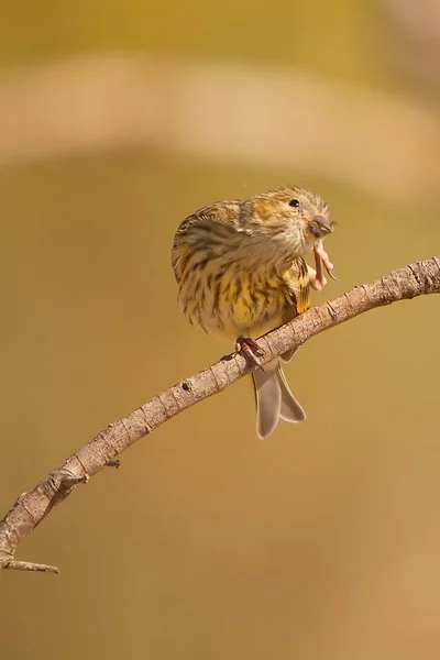 Wilde vogels in hun natuurlijke omgeving. Vrijheidsvogels. — Stockfoto